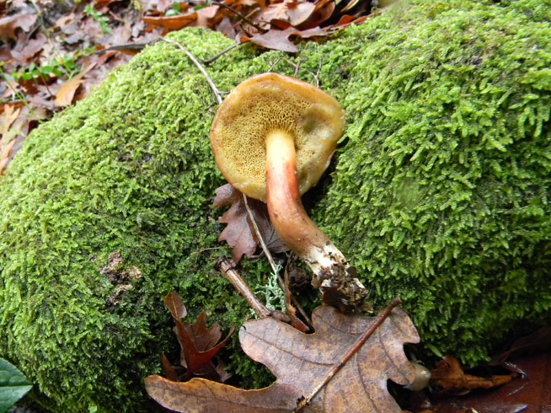 Fotografato il 30.11.2010.bosco di Quercia